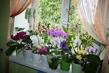 Как выходить увядшую и безнадежную орхидею