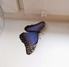 Домашняя бабочка