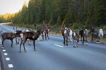 В Норвегии оленей «оснастили» светоотражателями