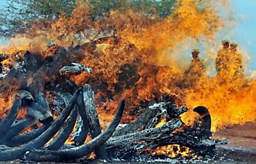 Сожжение  браконьерской слоновой кости (10 фотографий)