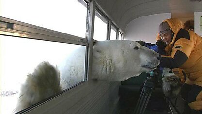 Любопытный полярный медведь