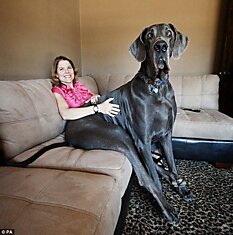 Гигант Джордж - теперь самая большая собака в мире (5 фото)