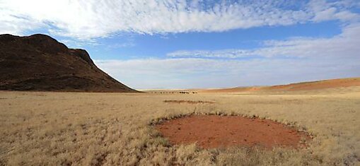Причина появления таинственных «кругов фей» в африканской пустыне — обыкновенные термиты