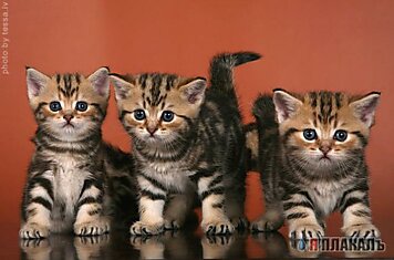1 марта Всемирный день кошек