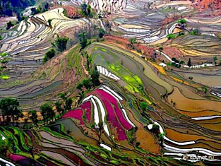 Самые красивые террасы рисовых полей (36 фото)