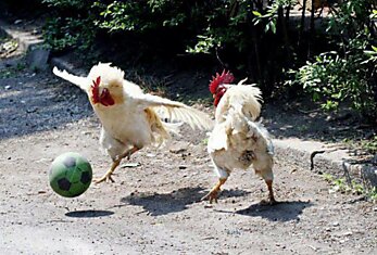 Животные играющие в футбол