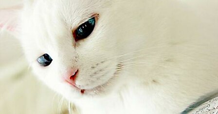 Кошка с шикарными глазами