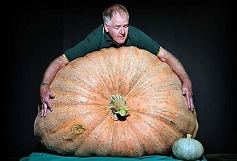 Гигантская тыква весом 392 кг, которую вырастил Кен Райян, который стал победителем конкурса на самую большую тыкву