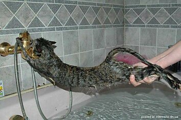 Инструкция по купанию кота