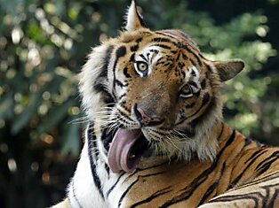 Тигр облизывается в Зоопарке Дусит в Бангкоке, Таиланд.