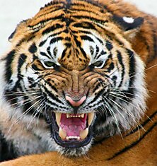 Шикарный тигр