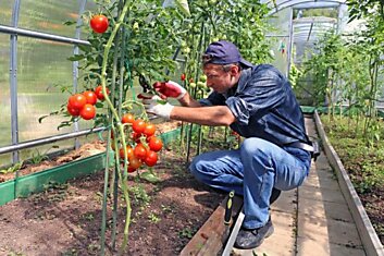 Как провести жесткую обрезку помидоров в августе, чтобы не потерять урожай