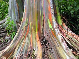 Rainbow Eucalyptus (Радужный Эвкалипт)