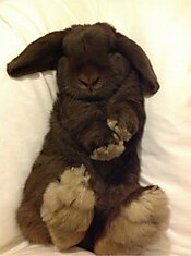 Спящие кролики