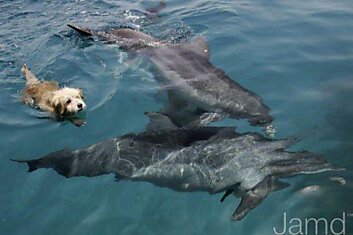 Собака и дельфины (11 фотографий и текст)