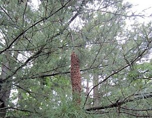 Прогулка в сосновом бору не безопасна (3 фото)