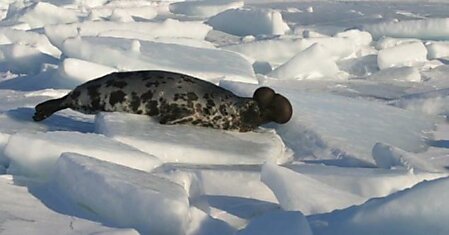 15 животных с самой уникальной внешностью