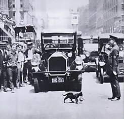 Движение приостановлено из-за кошки переносящей котёнка через дорогу" Июль 1925, Нью-Йорк.