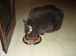 Кот смог похудеть
