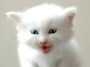 Маленький белый котенок.