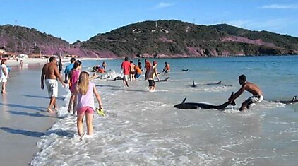 Спасатели дельфинов из Бразилии