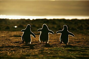 Пингвиньи тусовки