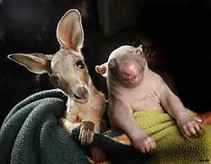 Двое сирот – кенгуренок Джо и малолетняя самка вомбата Пегги.
