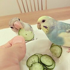 Милые попугайчики