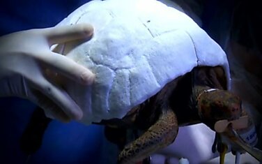Пострадавшая в лесном пожаре черепаха получила распечатанный на 3D принтере панцирь вместо родного