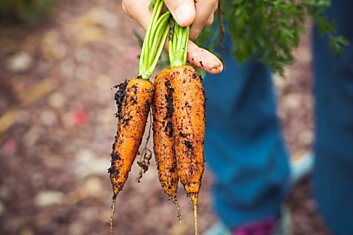 Дачник рассказал, почему у него раньше морковка росла маленькая, и что он изменил, чтобы это исправить