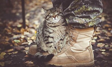 «Один мой друг подбирает бездомных кошек...»