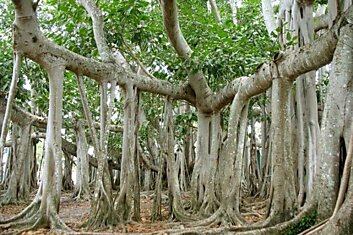 Великий баньян — это дерево со множеством стволов и самой большой кроной в мире