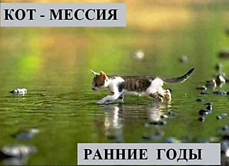 В мире котов