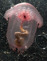 Странные,непонятные,пугающие,и всё-таки красивые обитатели морских глубин