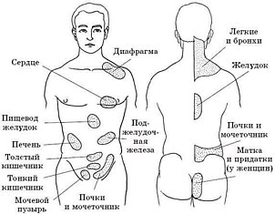 Зоны Захарьина-Геда: связь внутренних органов человека с определенными участками кожи