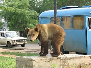 Россия и медведи