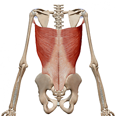 Широчайшая мышца спины и большая круглая мышца: точки напряжения и снятие боли