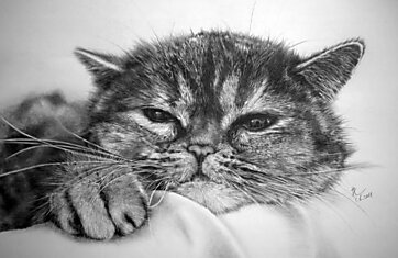 Фотографические рисунки кошек Пола Лунга (Paul Lung)