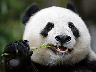 Панды — вынужденные веганы