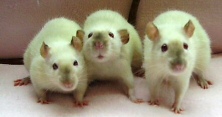 Имплантация геомагнитного компаса в мозг крысы прошла удачно