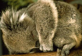 Ученые — зачем коалы обнимают деревья