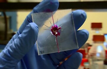 Ученые из Университета Иллинойса создали прототип самовосстанавливающегося «живого» пластика