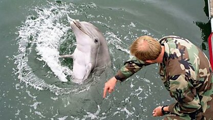 Крымские боевые дельфины на службе ВМФ России