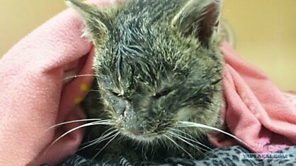 В США спасли котенка примерзшего к проезжей части