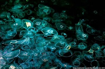 Нашествие медуз (18 фото)