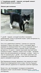 Самые ухищренные паразиты