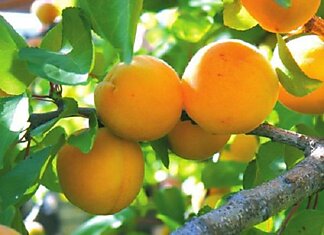 Чем полезен абрикос: этот фрукт с божественным ароматом — кладезь витаминов. А на вкус как мёд…