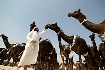 Фестиваль красоты верблюдов «Mazayin Dhafra»