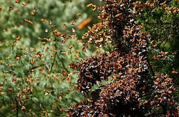 Феномен миграции бабочек Монарха