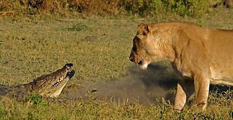 Борьба крокодила с тремя львицами